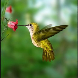 ���� �������, ����, 68 ��� - ��������� 9 ���� 2017