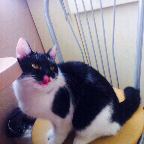 #Безкота_добро.Три года назад, по моей глупости и неопытности, у меня не стало любимого питомца.Мы с ... - 10
