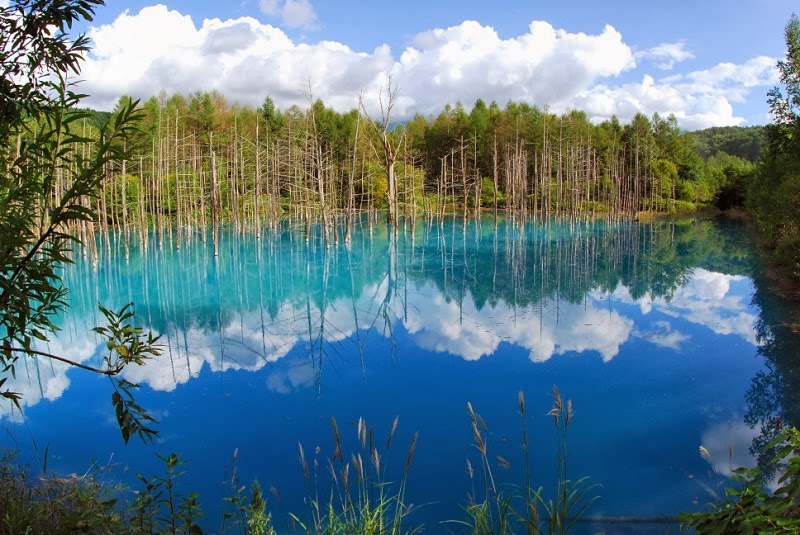      .   (Blue Pond Biei)   ... - 2