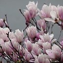 ���� �����, ��������� - ��������� 7 ��� 2017 � ������ ������ ��������