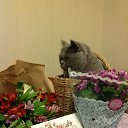 ���� �����, ���������, 62 ���� - ��������� 6 ������ 2017 � ������ ������ ��������