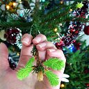 ���� ��������, ���������, 39 ��� - ��������� 1 ������ 2017 � ������ ���� ����������
