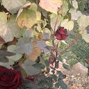 ���� �������, ����� - ��������� 5 ���� 2017 � ������ ���� ����������