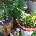 ���� �������, ������������� - ��������� 26 ���� 2017 � ������ ���� ����������