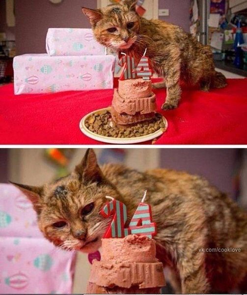Котейке исполнилось 24. Старейший кот на земле... Давайте поздравим его