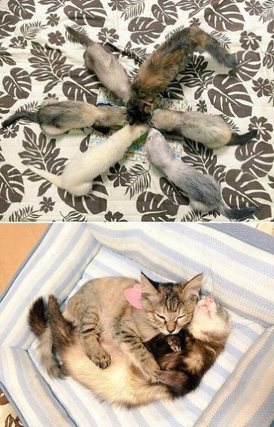 Котенка подселили в семейку хорьков, приняли как своего :3 - 5
