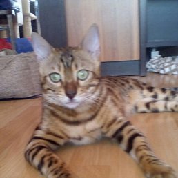 ��������, ������, 59 ���