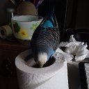 ���� Vassa, ���� - ��������� 21 �������� 2017 � ������ ������ ��������