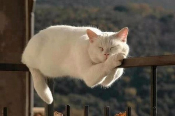 Спящие коты) А как спит ваш кот/кошка? Добавляйте свои фото в комментарии. - 9