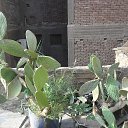 ���� Hamid, ����, 73 ���� - ��������� 4 ���� 2017 � ������ ������ ��������