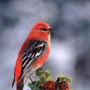���� Lusa, ��� - ��������� 21 ���� 2017 � ������ ���� ����������