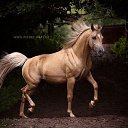 ���� ������, �����������, 75 ��� - ��������� 20 ���� 2017 � ������ ����Ȼ