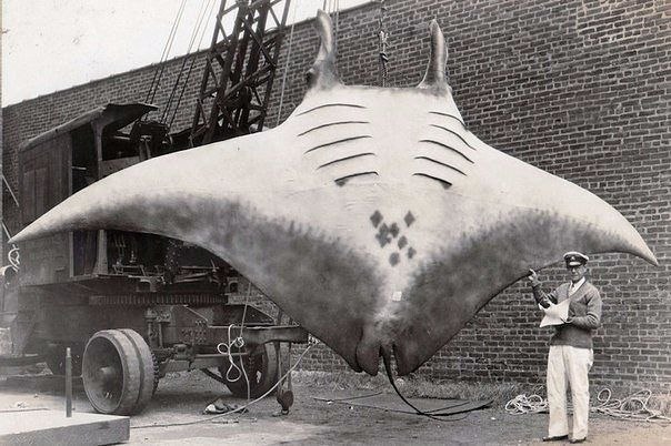    Great Manta,    , 1933 .