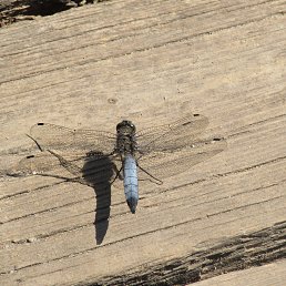 �������, ������, 76 ���