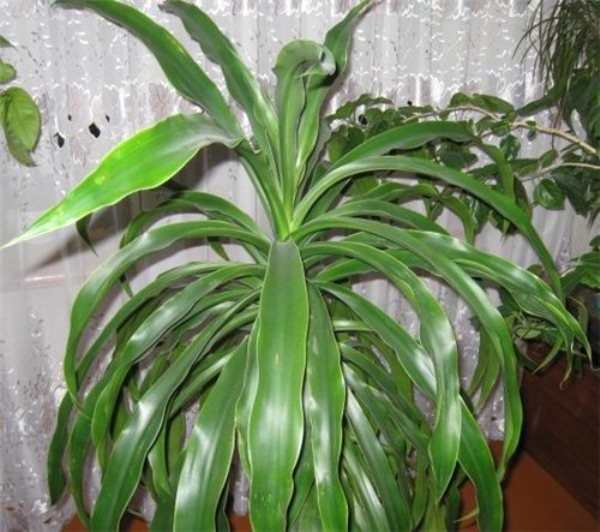 . ,    (Dracaena hookeriana).    ...