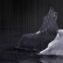 ���� Damir, ������������, 35 ��� - ��������� 8 ������� 2017 � ������ ���� ����������