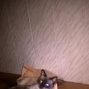 ���� �������, ������, 54 ���� - ��������� 10 ������ 2017 � ������ ���� ����������