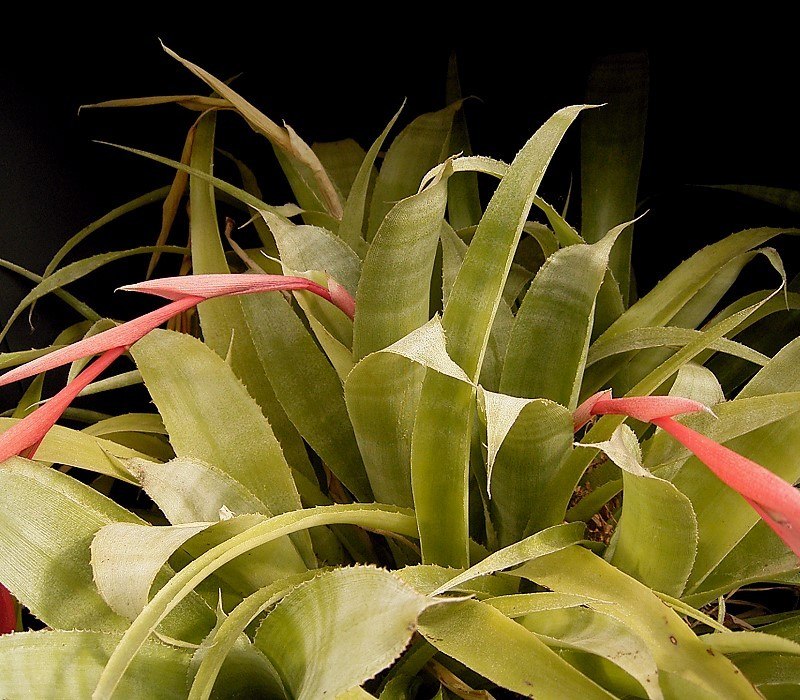 .  (Billbergia windii)    -   ...