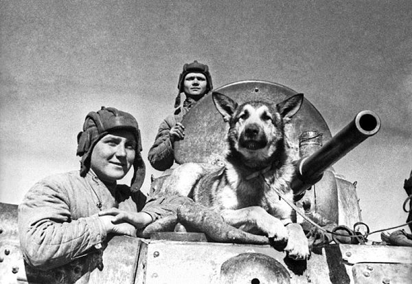 Джульбарс – герой Великой Отечественной войны, боец 14-й штурмовой инженерно-сапёрной бригады, ...