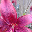 ���� ������, ������ - ��������� 22 ������� 2017 � ������ ���� �������!!!�