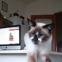 ���� Giuseppe, ������ - ��������� 31 ��� 2017 � ������ ���� ����������