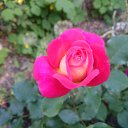  Tatyana,  -  12  2017    