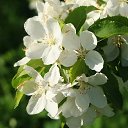 ���� ������, �������, 59 ��� - ��������� 9 ���� 2017 � ������ �Kolpino.ru�