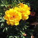  , , 60  -  8  2017   ,01.10.-06.10.17.