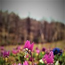 ������ ��������� �� ������� ���� ����������