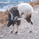 ���� Alexander, �����-���������, 58 ��� - ��������� 14 ������� 2017 � ������ ���� ����������