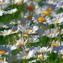 ���� ������..)), ������, 52 ���� - ��������� 19 ���� 2017 � ������ ���� ����������