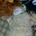 ���� ��������, ����������, 42 ���� - ��������� 15 ������� 2017 � ������ ������ ��������