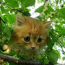  , -, 62  -  28  2017    