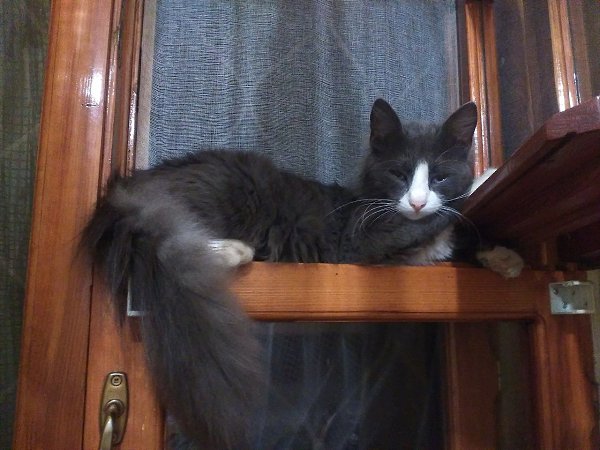 #Безкота_добро.История нашего любимца) В начале прошлого лета дворовая кошка привела котят, спрятала ... - 3
