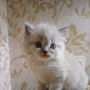 ���� ���������, ����������, 58 ��� - ��������� 8 ������ 2017 � ������ ������ ��������