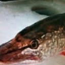 ���� ���������, ������, 55 ��� - ��������� 28 ���� 2017 � ������ ������ ��������