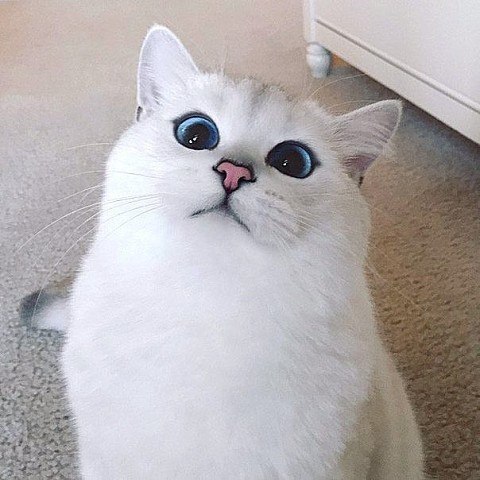   ,  ...