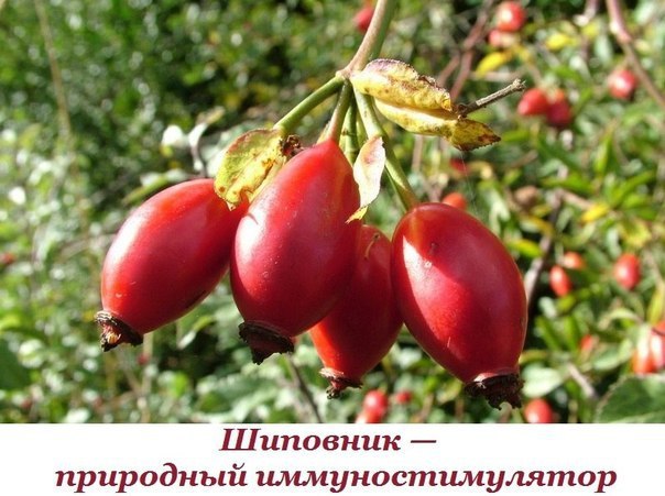 Шиповник — природный иммуностимулятор. Поскольку медицинские препараты отличаются непомерной ценой и ...