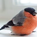 ���� ������, ������������, 37 ��� - ��������� 4 ��� 2017 � ������ ���� ����������