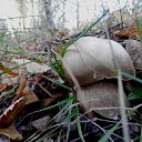 ���� �����, ����, 58 ��� - ��������� 21 �������� 2017 � ������ ���� ����������