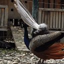 ���� ����, �������, 66 ��� - ��������� 20 �������� 2017 � ������ ��������-������ ����.�