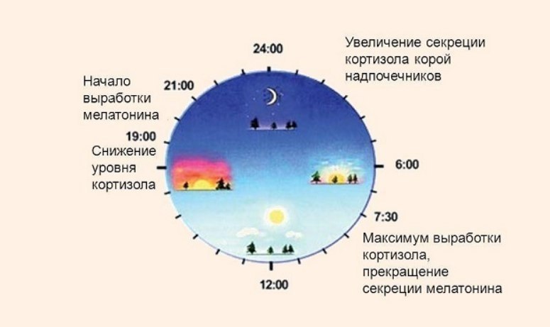 Такому нас в школе не учили. 6:00 — повышается уровень кортизола, чтобы заставить ваше тело ...