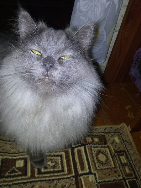 #Безкота_добро.Год назад нашла кошечку. подняла на руки, три лапы висят сломаны с носика течёт ... - 4