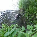 ���� ������, ����� ������, 58 ��� - ��������� 30 ���� 2017 � ������ ������ ������� 2017�