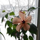 ���� Vlad, ������ - ��������� 11 ������ 2017 � ������ ��������