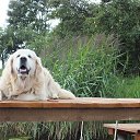  Petras, , 66  -  8  2017    