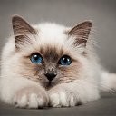 ���� �����, ����, 50 ��� - ��������� 14 ������ 2017 � ������ ���� ����������