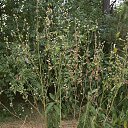 ���� ���������, ������ - ��������� 31 ������� 2017 � ������ ��������� � ������������ ��� 20 ������� 2017 ����