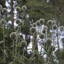 ���� ���������, ������ - ��������� 31 ������� 2017 � ������ ��������� � ������������ ��� 20 ������� 2017 ����