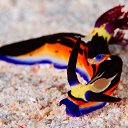 ���� Gellana, ����������� - ��������� 25 ������� 2017 � ������ ���� ����������